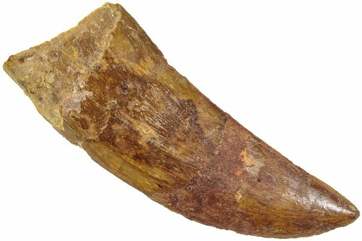 Serrated, Carcharodontosaurus Tooth - Real Dinosaur Tooth #234245